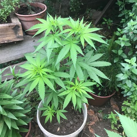 Cream Caramel growlog timeline photo