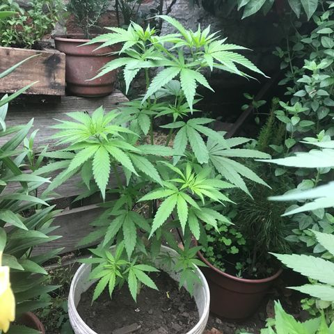 Cream Caramel growlog timeline photo