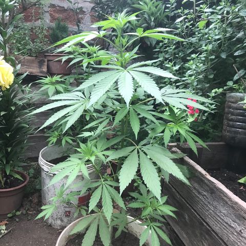 Cream Caramel growlog timeline photo