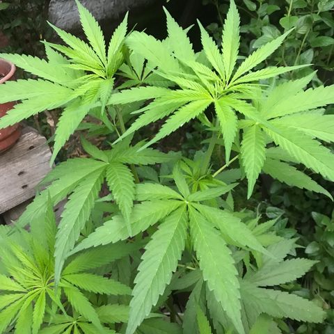 Cream Caramel growlog photo: van fichita 🧞