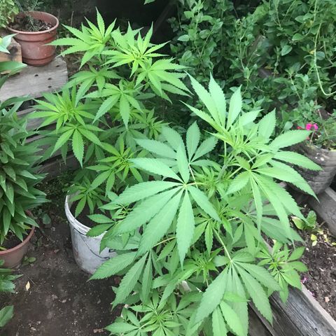 Cream Caramel growlog photo: van fichita 🧞