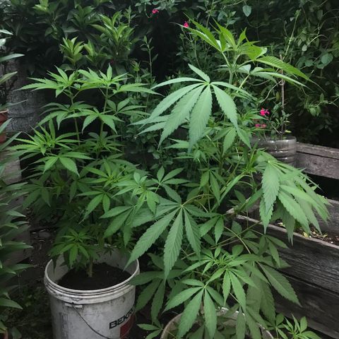 Cream Caramel growlog photo: van fichita 🧞