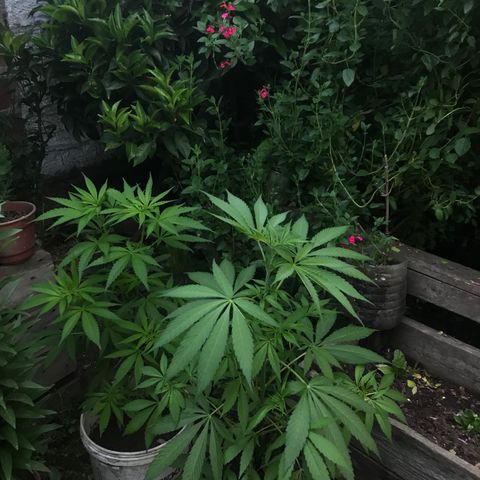 Cream Caramel growlog photo: van fichita 🧞