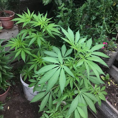 Cream Caramel growlog photo: van fichita 🧞