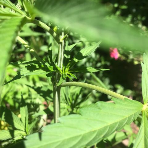 Cream Caramel growlog photo: la planta más grande tiene las hojas caídas 