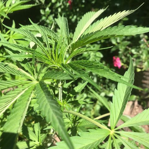 Cream Caramel growlog photo: la planta más grande tiene las hojas caídas 