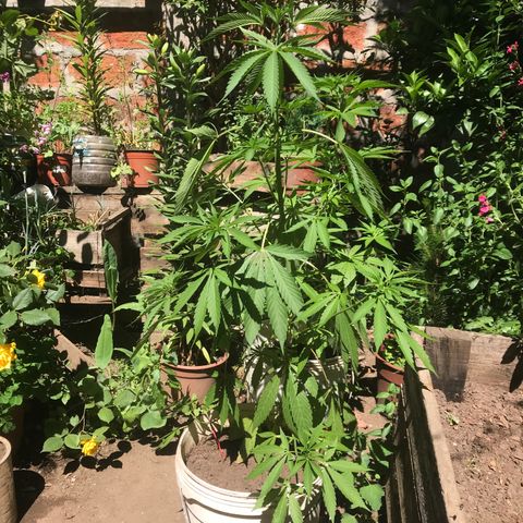 Cream Caramel growlog photo: la planta más grande tiene las hojas caídas 