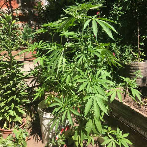 Cream Caramel growlog photo: la planta más grande tiene las hojas caídas 