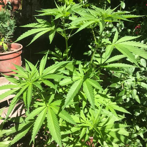 Cream Caramel growlog photo: la planta más grande tiene las hojas caídas 