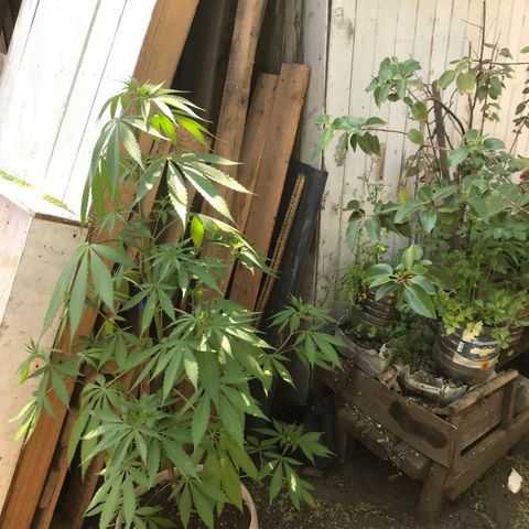 Cream Caramel growlog timeline photo