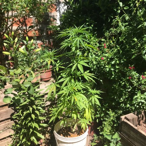 Cream Caramel growlog timeline photo