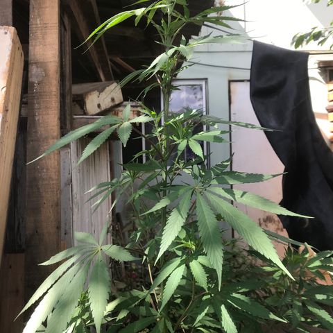 Cream Caramel growlog timeline photo