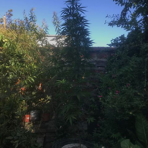 Cream Caramel growlog timeline photo