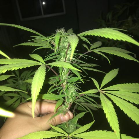 Cream Caramel growlog timeline photo