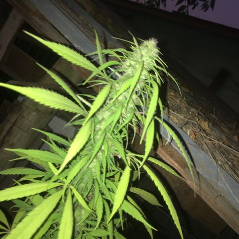 Cream Caramel growlog timeline photo