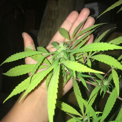 Cream Caramel growlog timeline photo