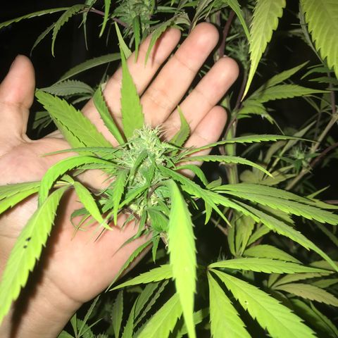 Cream Caramel growlog timeline photo