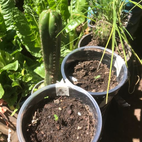Cream Caramel growlog photo: llevan 4 días aprox desde que salieron 