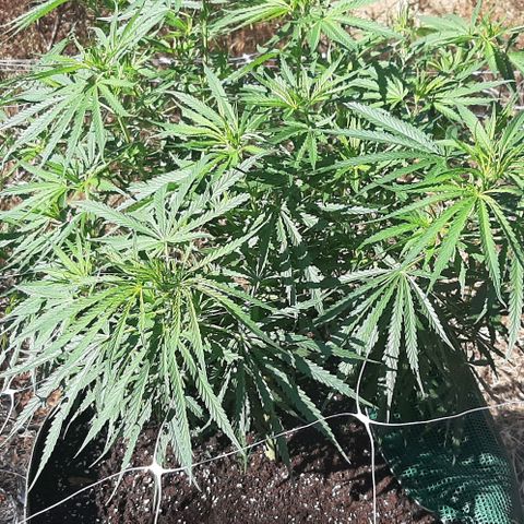 Malawi #1 growlog timeline photo