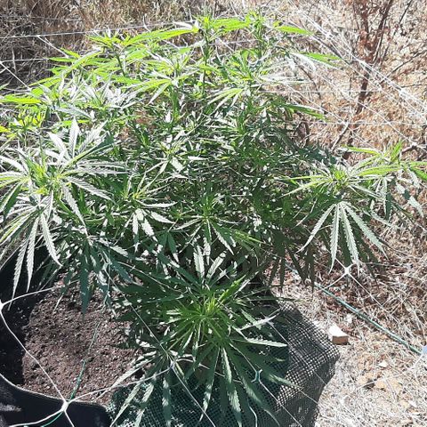 Malawi #1 growlog timeline photo