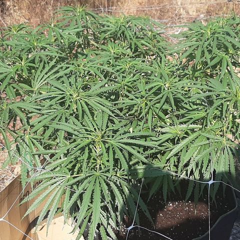 Malawi #1 growlog timeline photo