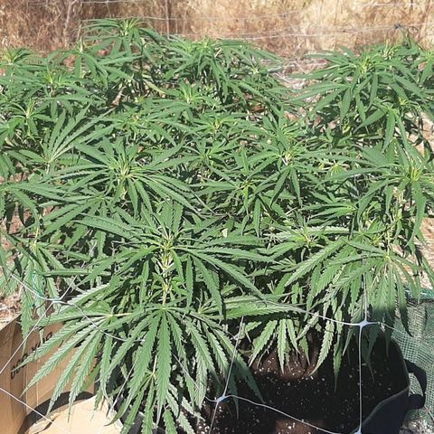 Malawi #1 growlog timeline photo