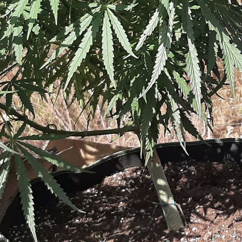 Malawi #1 growlog timeline photo