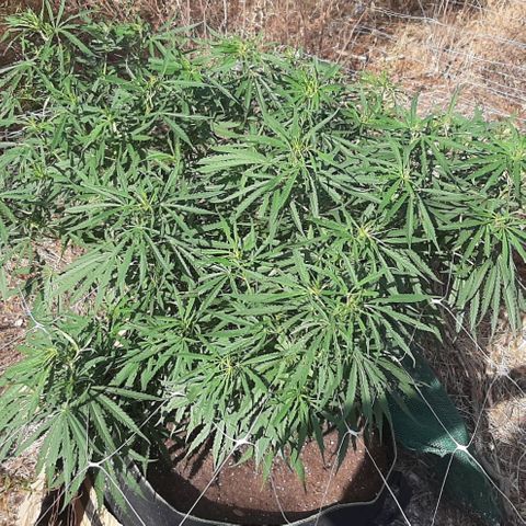 Malawi #1 growlog timeline photo