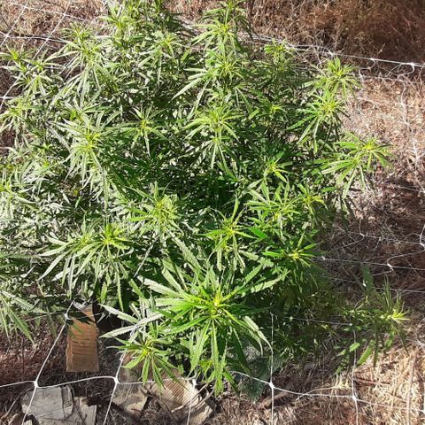Malawi #1 growlog timeline photo