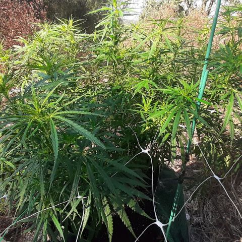 Malawi #1 growlog timeline photo