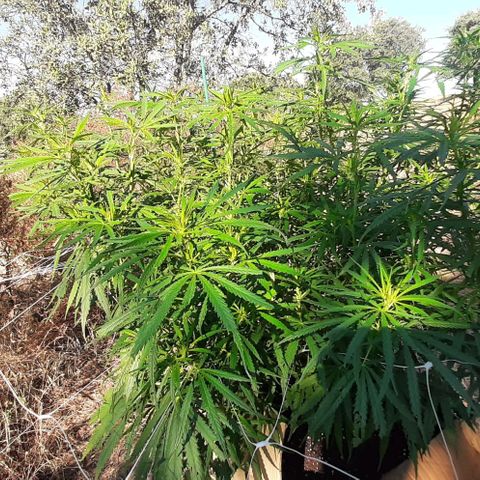 Malawi #1 growlog timeline photo