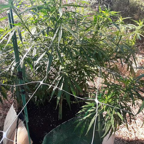 Malawi #1 growlog timeline photo