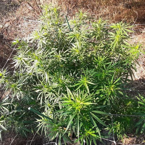 Malawi #1 growlog timeline photo
