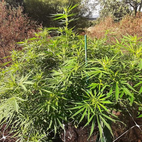 Malawi #1 growlog timeline photo
