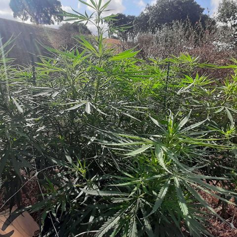 Malawi #1 growlog timeline photo