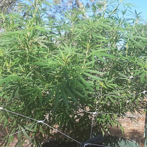 Malawi #1 growlog timeline photo