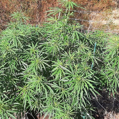Malawi #1 growlog timeline photo