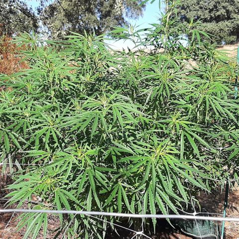Malawi #1 growlog timeline photo