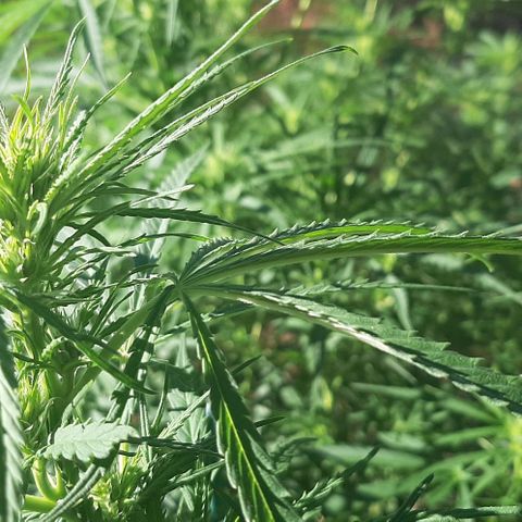 Malawi #1 growlog timeline photo