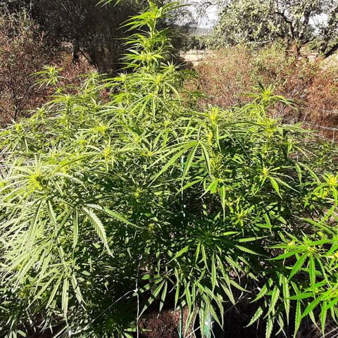 Malawi #1 growlog timeline photo