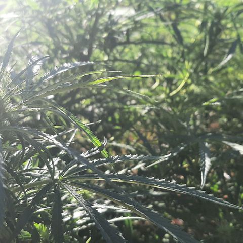 Malawi #1 growlog timeline photo