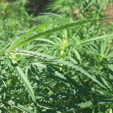 Malawi #1 growlog timeline photo