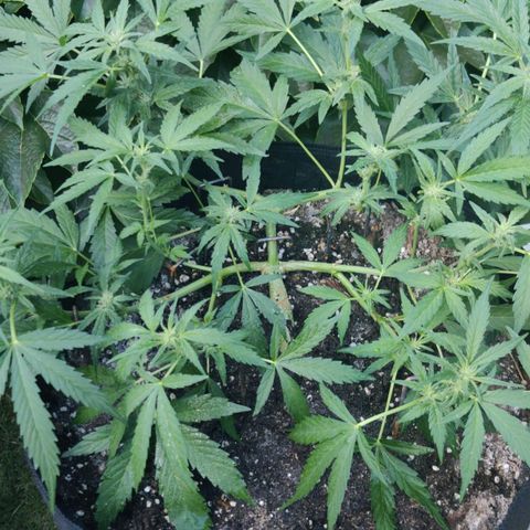 Hindu Kush growlog photo: Trained Hindu kush Auto third week of flower 