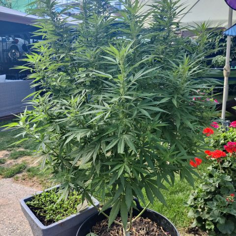 Lockdown Kush growlog timeline photo