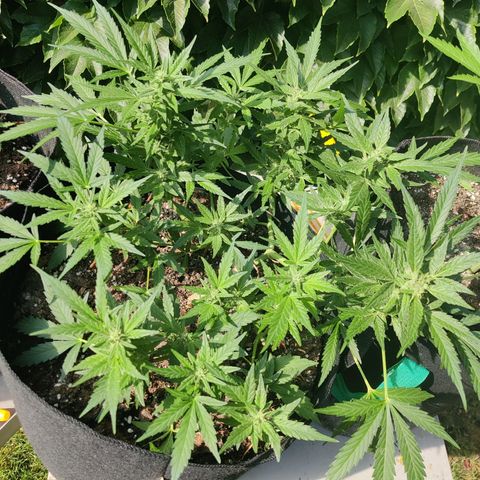 Hindu Kush growlog timeline photo