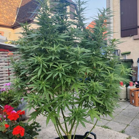Lockdown Kush growlog timeline photo