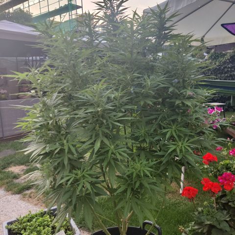 Lockdown Kush growlog timeline photo
