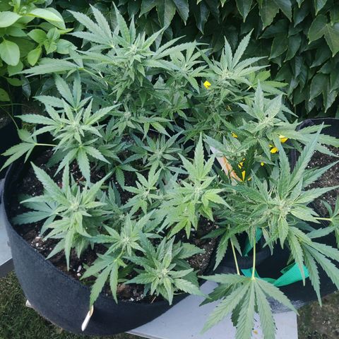 Hindu Kush growlog timeline photo