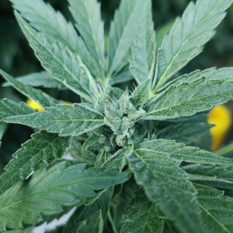 Hindu Kush growlog timeline photo