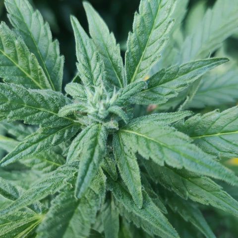 Hindu Kush growlog timeline photo